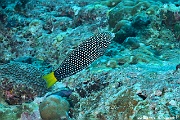 Anampses meleagrides Labre a queue jaune Maldives Mahibadoo Rock-6m-20240424-da-DSC_6647_tn